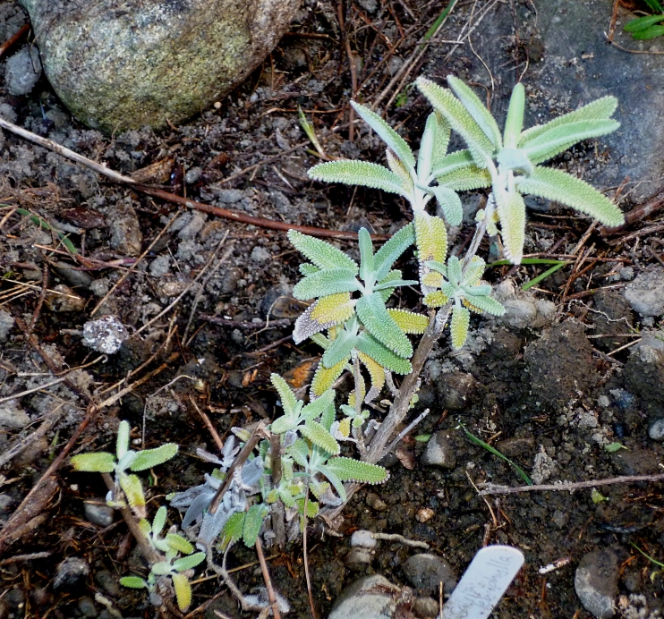 salvia-leucophylla-0217