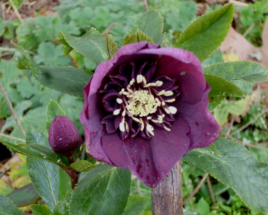 Hellebore single collared red 0118