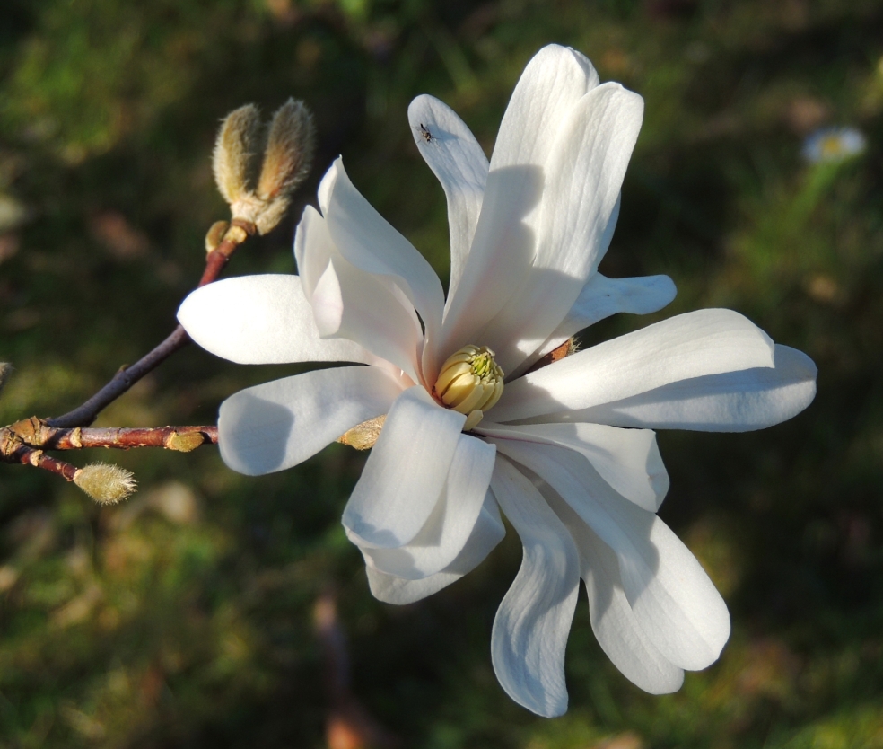 Magnolia stellata 0319